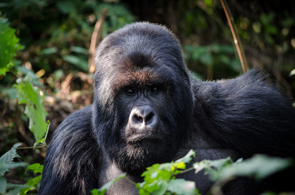 Mountain gorilla in Volcanoes National Park