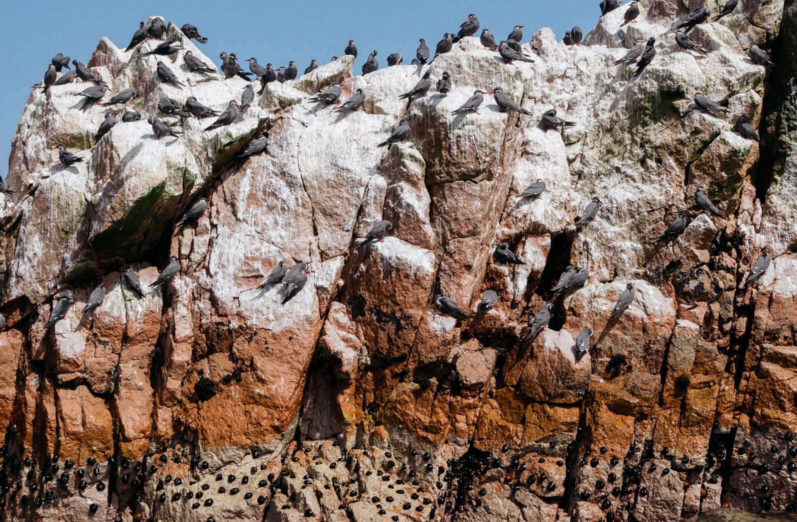 SCTP0110-Spingola-Paracas-00031