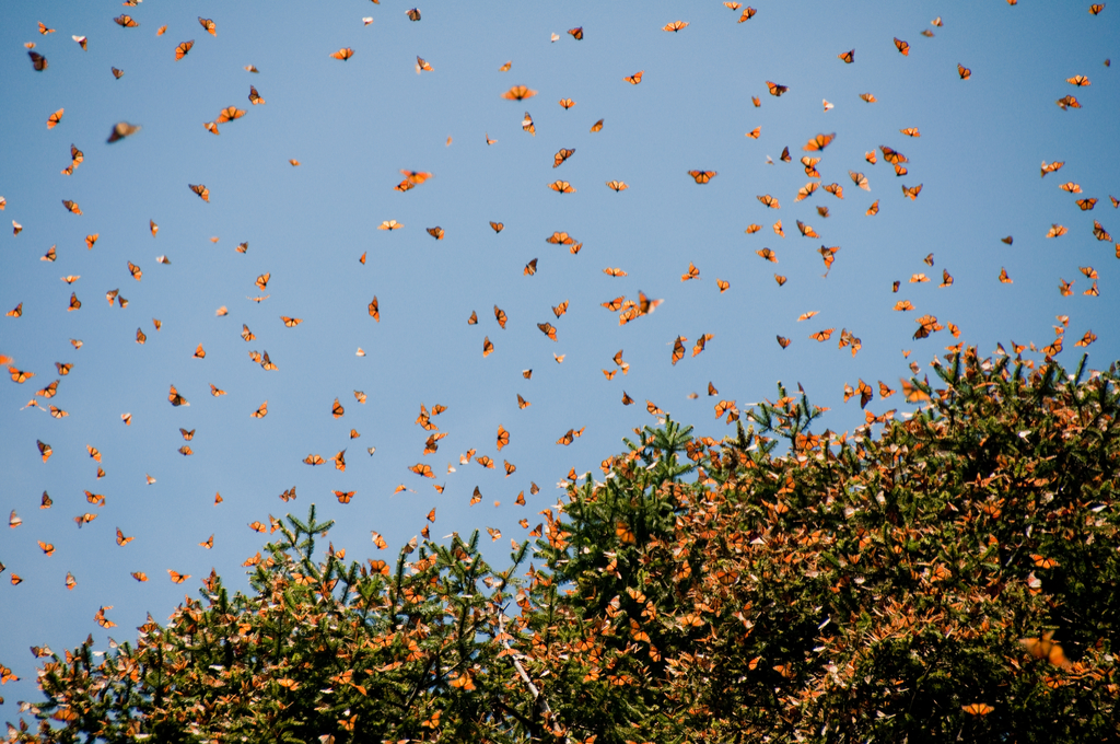 A Guide to the Island of Janitzio: Mexico's Butterfly Island