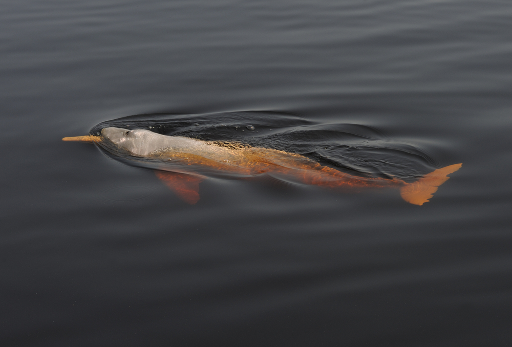 River dolphin in the Amazon |©BMJ/Shutterstock