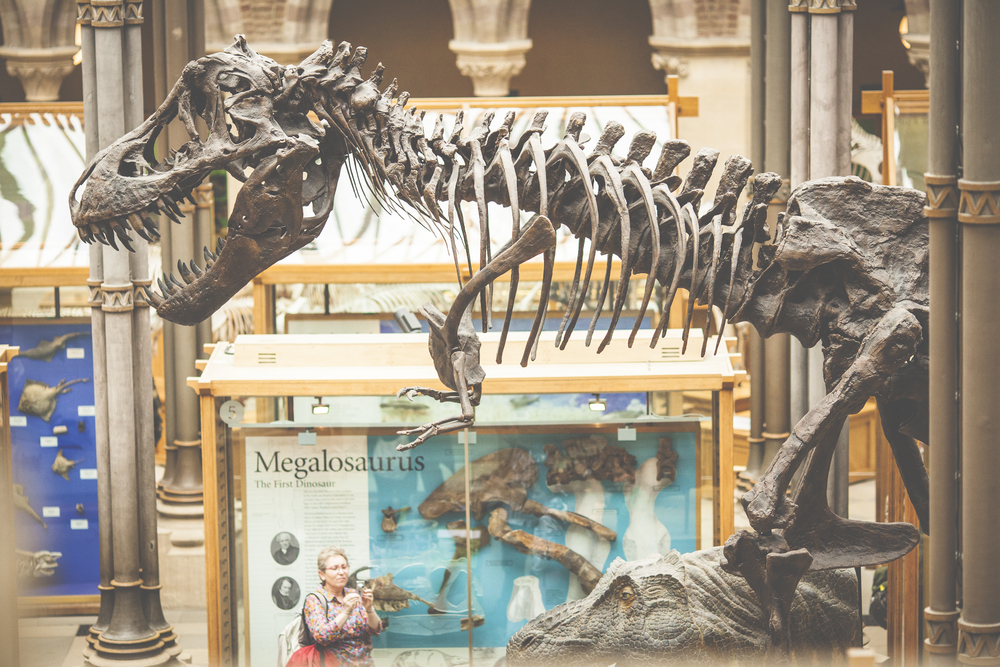 Oxford University Museum of Natural History | © Lyudmila Voronova/Shutterstock