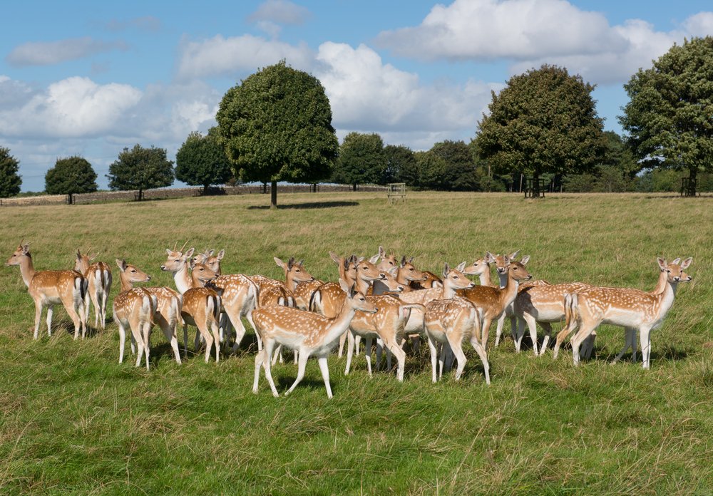 Fallow Deer at Dyrham Park | © Peter Turner Photography/Shutterstock