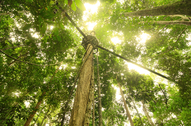 Canopy Walkway in Taman Negara | © Wong Yiu Liang/Shutterstock