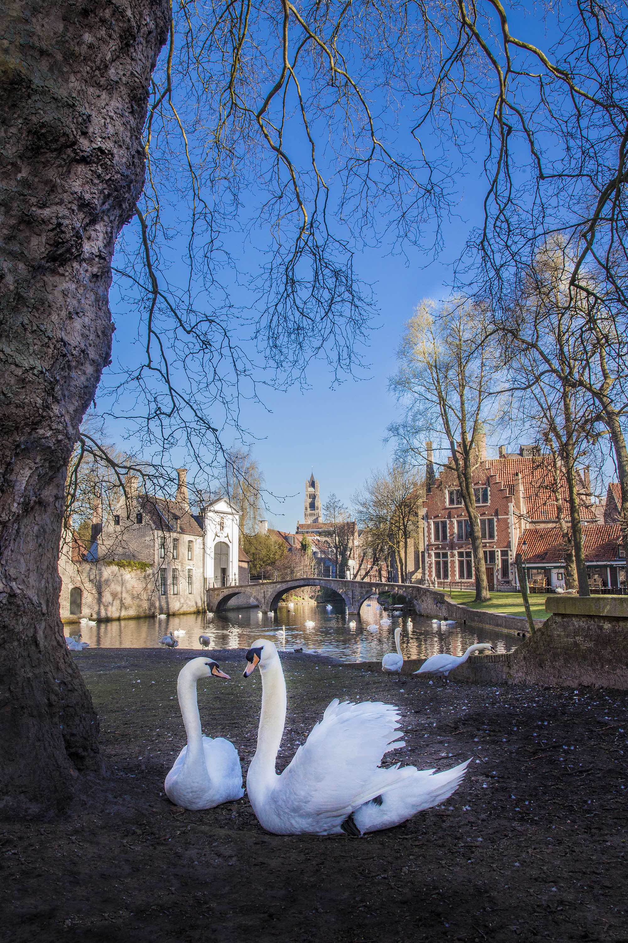 Why Are Swans So Revered in Bruges, Belgium?