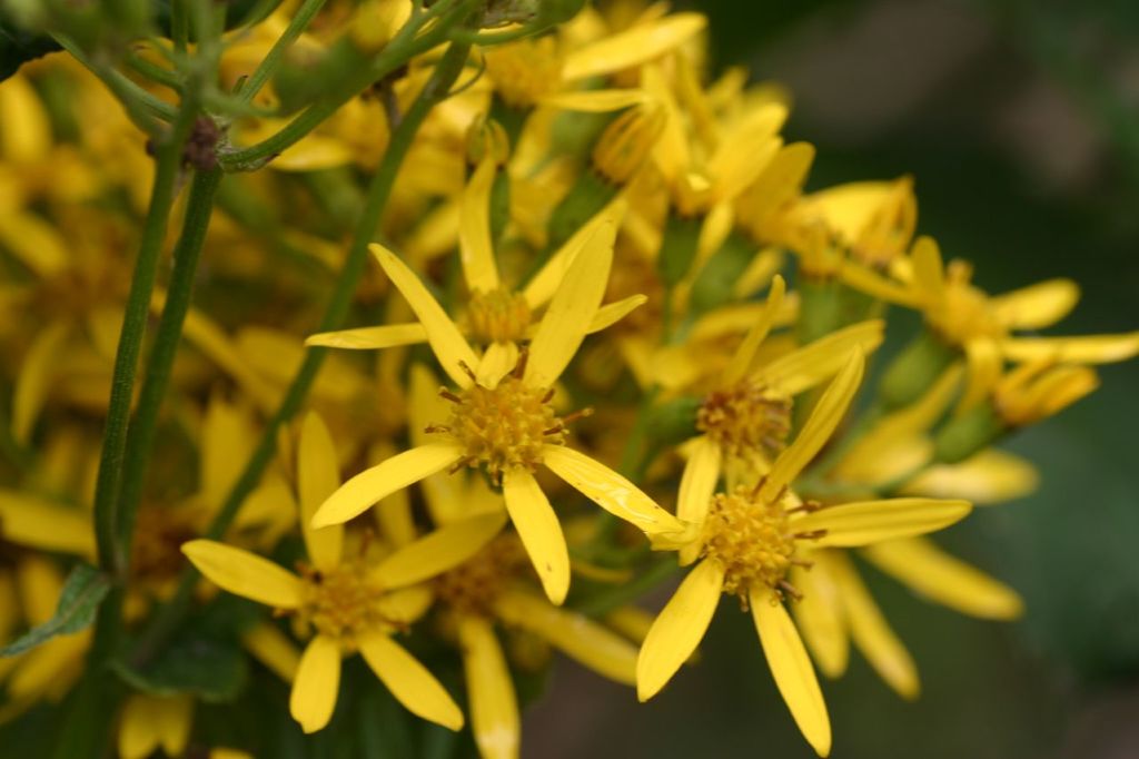 Yellow Asteraceae in Rwanda
