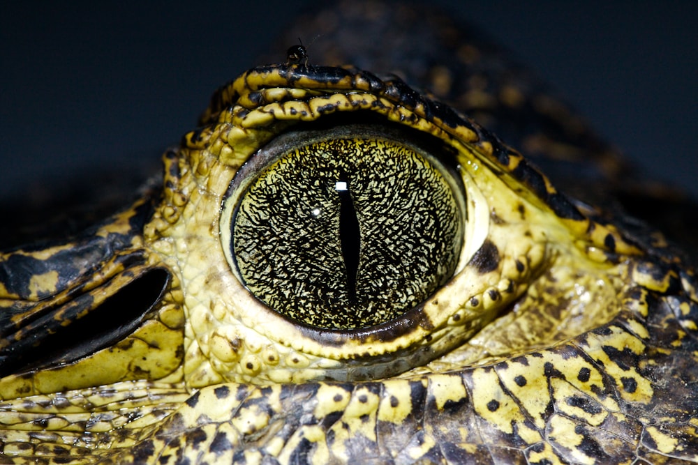 https://www.flickr.com/photos/phr3ck/4152171274/