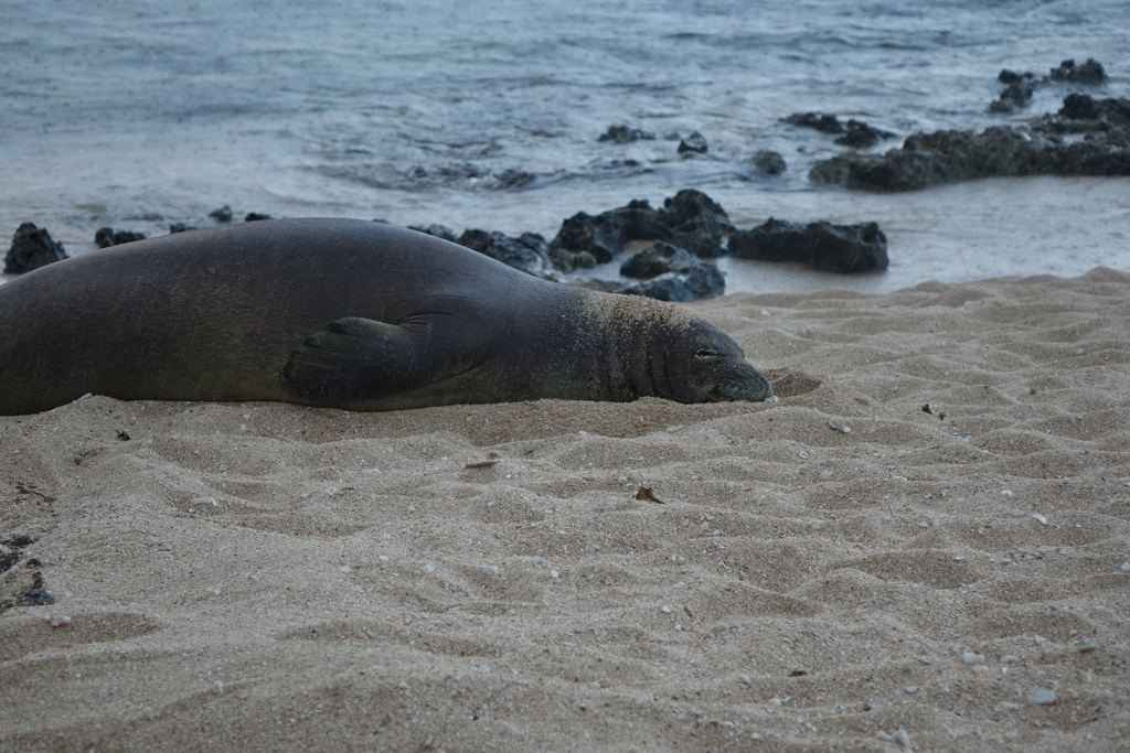 Seals on the shore