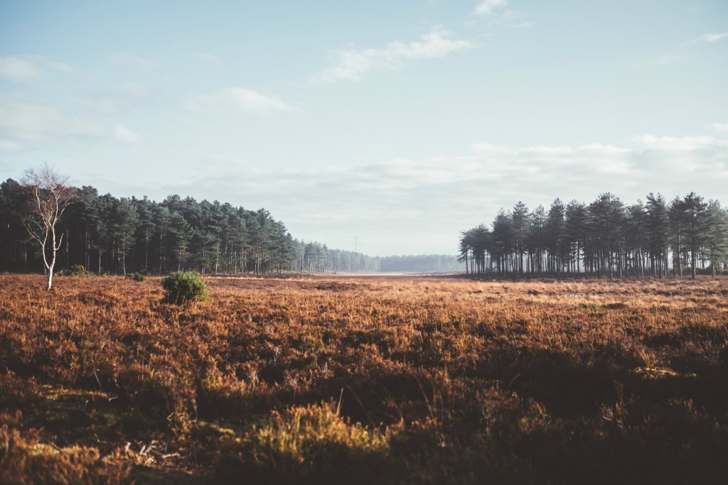 New Forest in Autumn