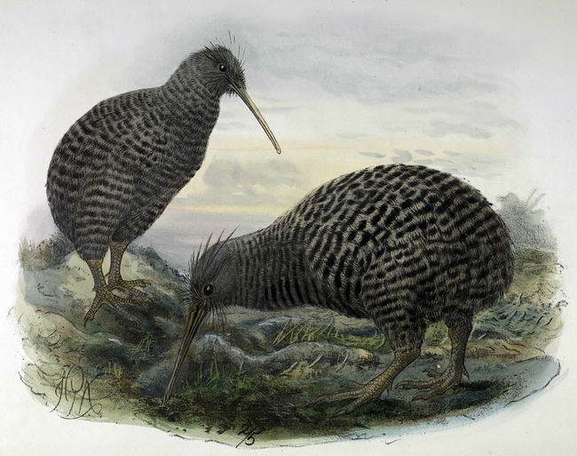 Why are New Zealanders Called Kiwis?