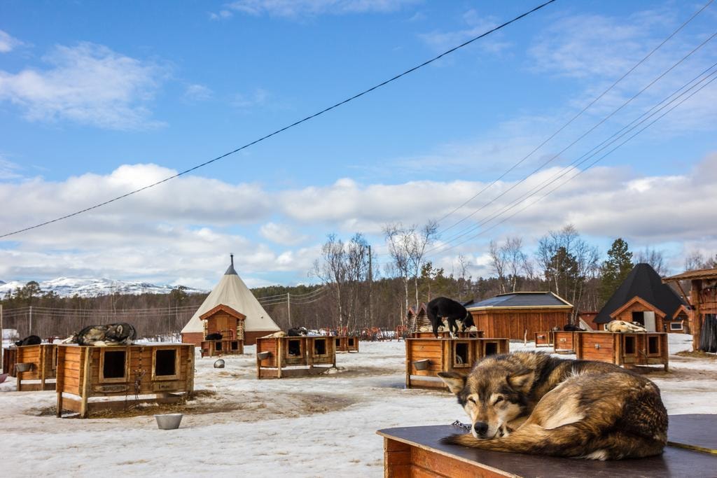 Holmen Husky Lodge