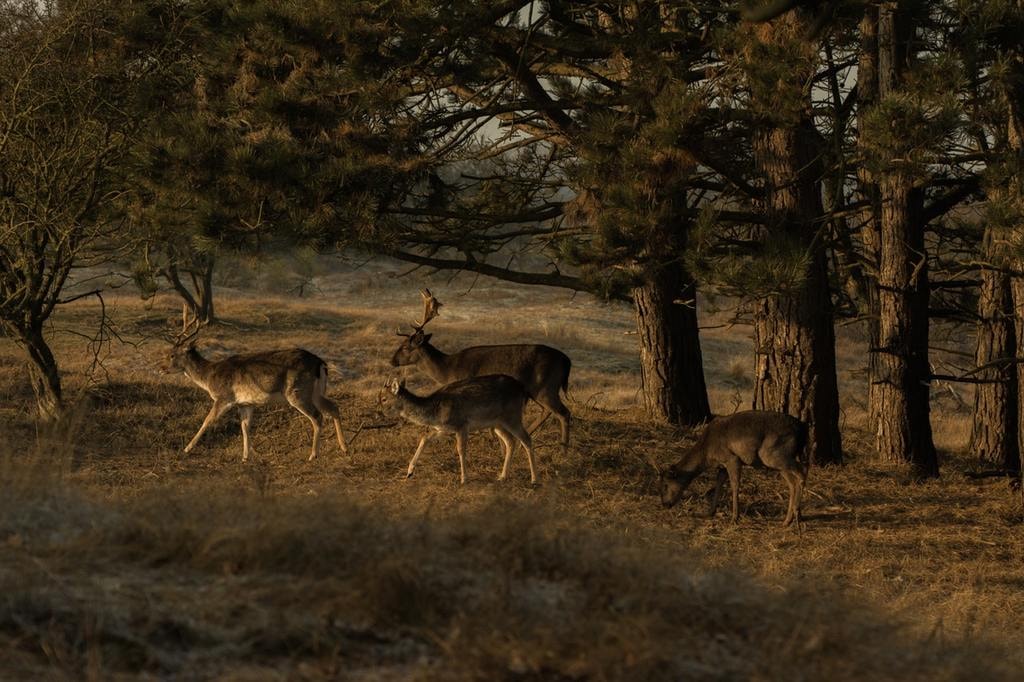 https://www.pexels.com/photo/animals-dear-forest-nature-449547/
