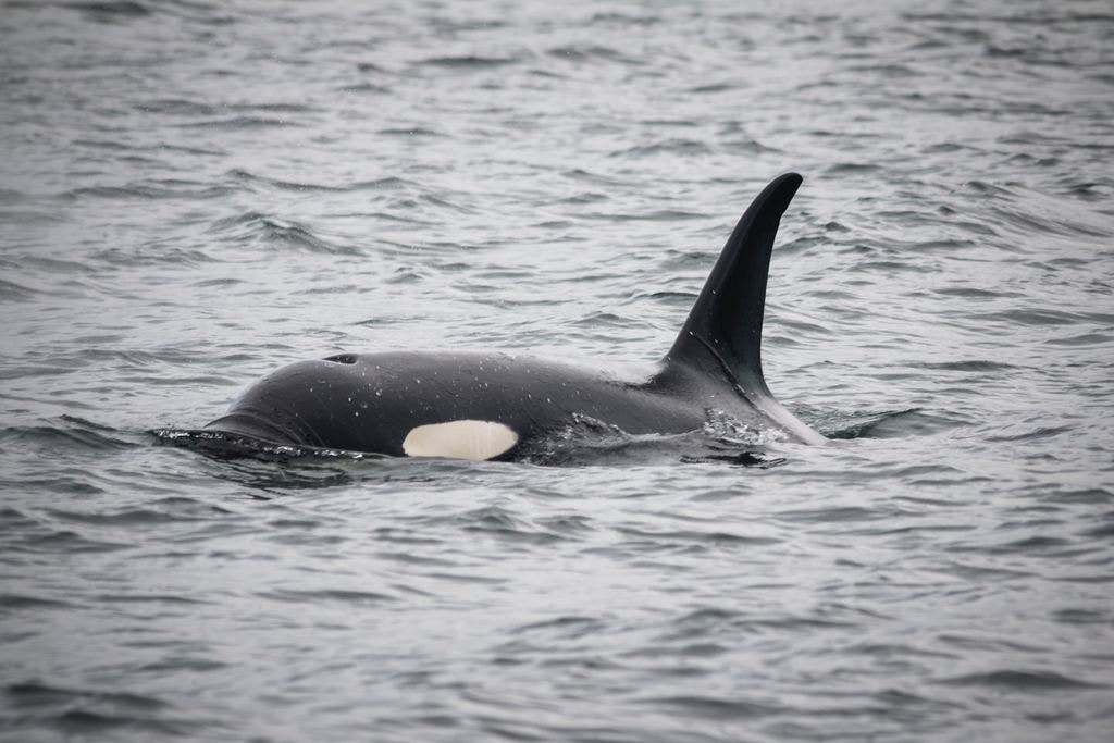 Orcas
