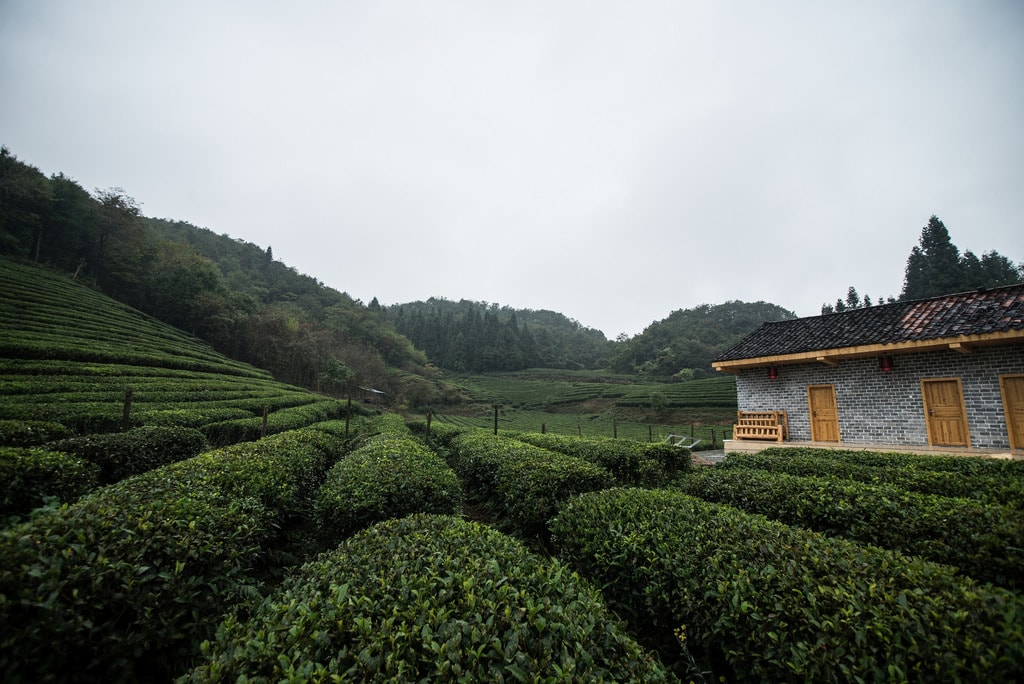 The Most Beautiful Tea Plantations in China