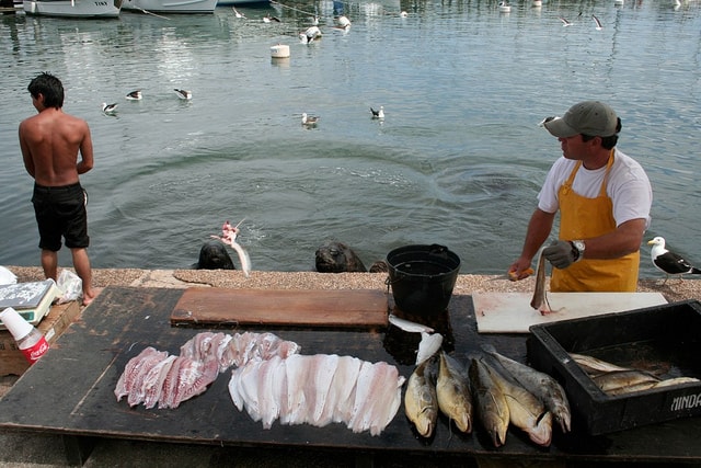 Sea lions catching their fish treats!