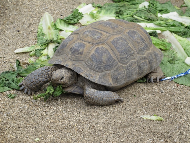 Tortoise