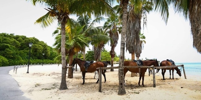 activity_horseriding10