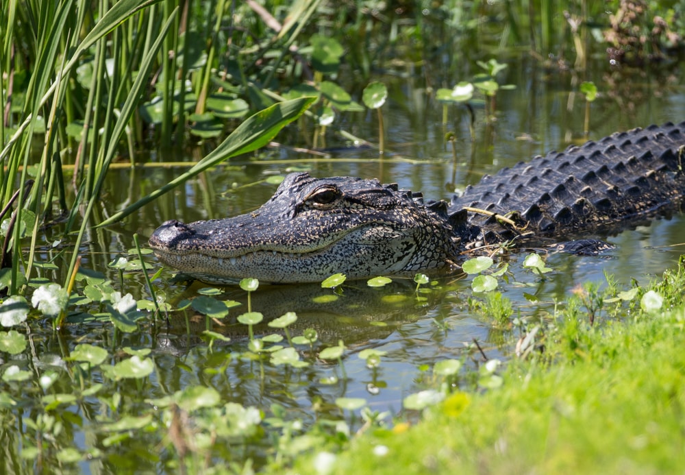 Alligator