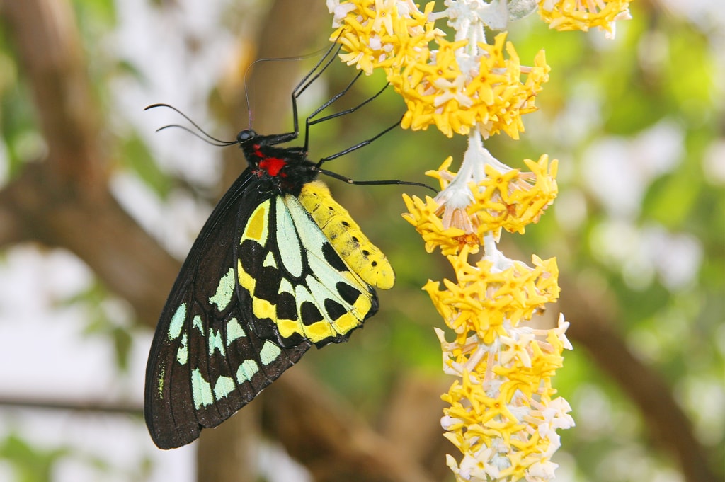 Courtesy of Butterfly World