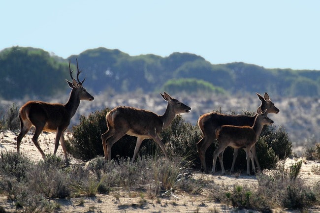 donana-national-park-2625165_1920