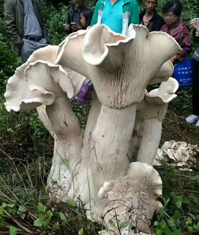 Giant wild mushroom disocovered, Xiaoluoqiping village of Tengchong city, Yunnan Province, China - 22 Oct 2017