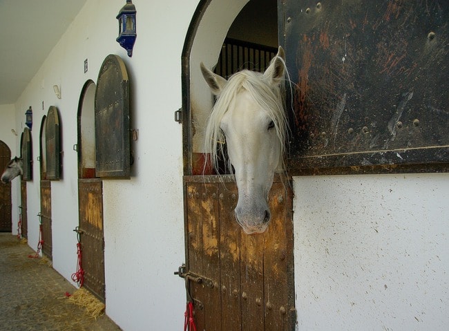 horses-1312569_1920