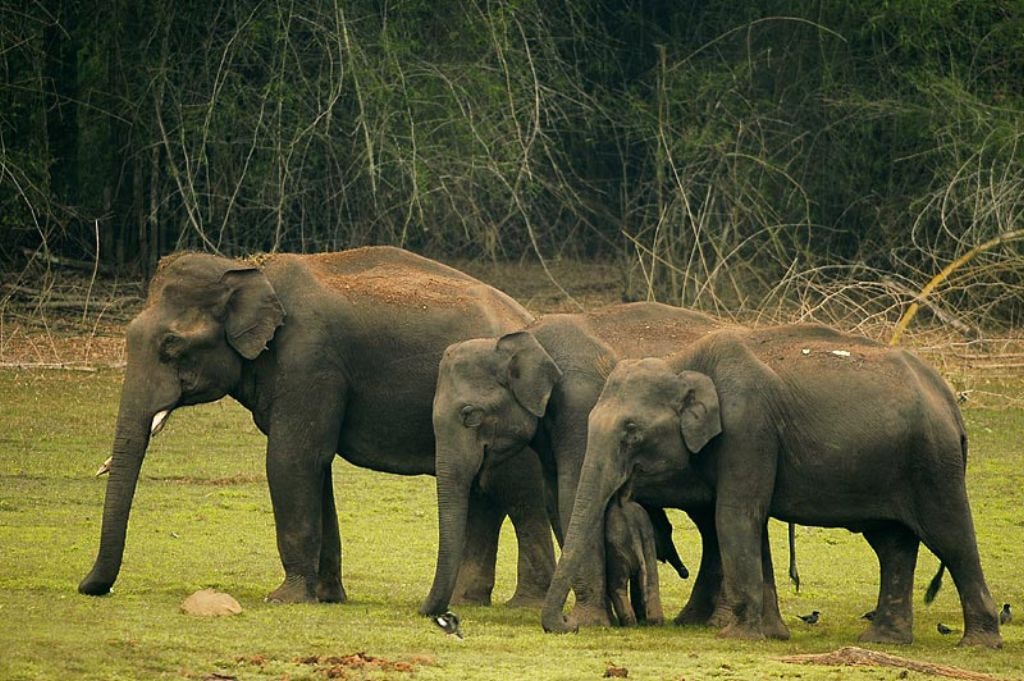 Kabini