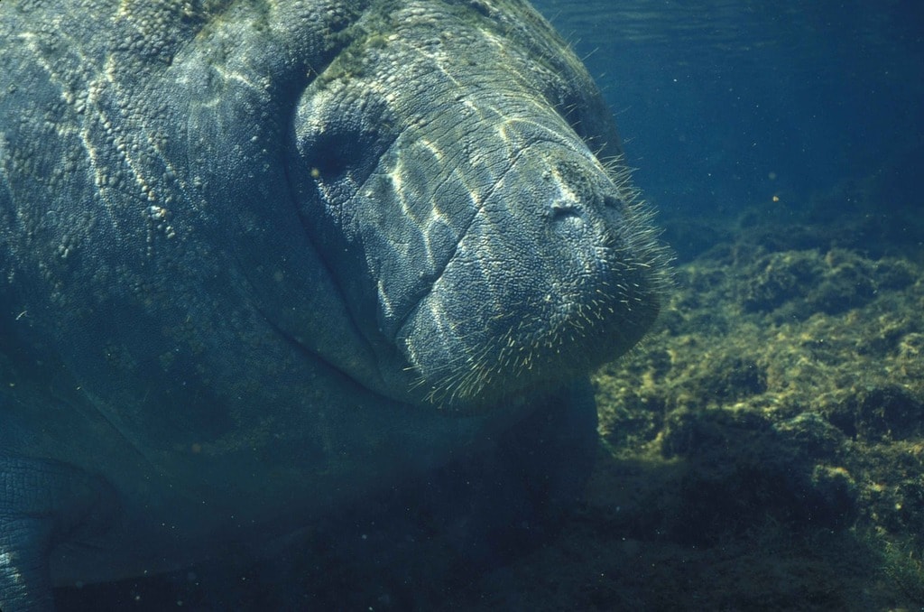 manatee-387191_1280