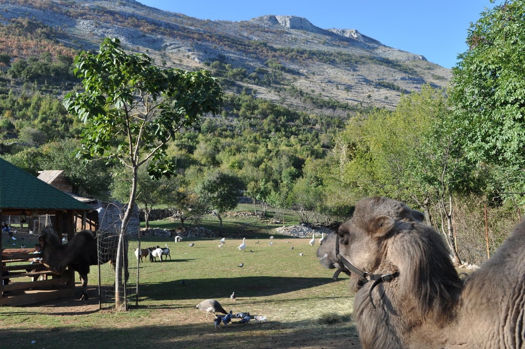 Montenegro Animal Sanctuary | © Helen Kok/Montenegro Pulse