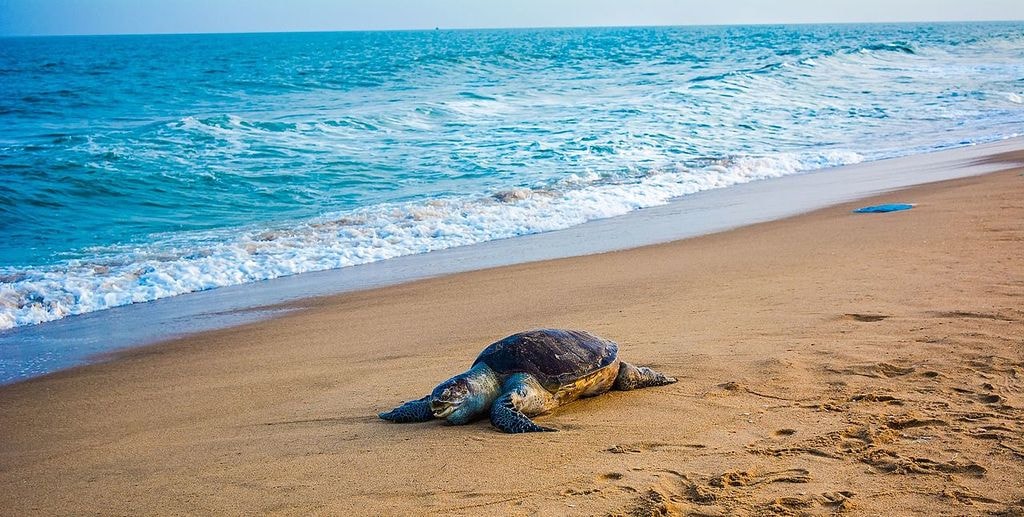 Olive_ridley_sea_turtle_(1)