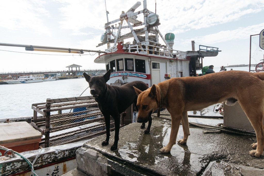 RAW SCTP0116 - Haimerl - Danshui-64