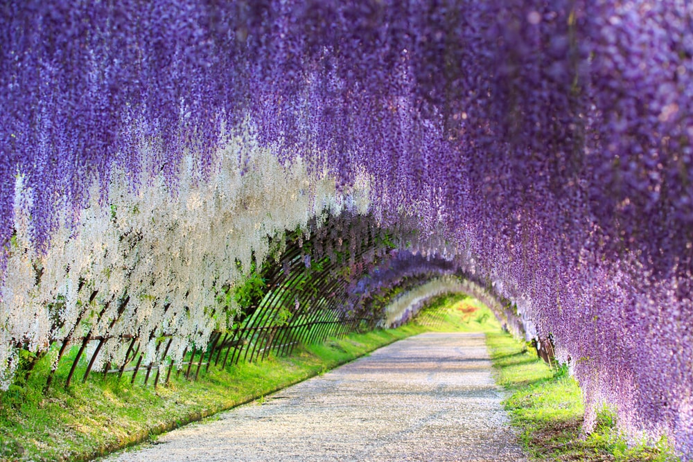 shutterstock_159996809