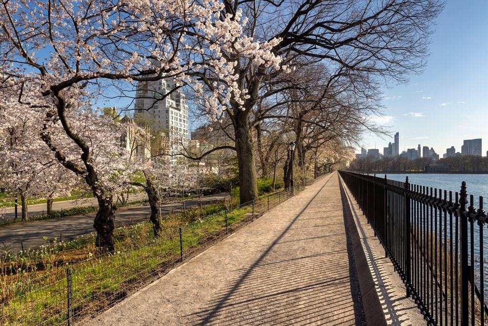 Cherry trees on the UES | © Francois Roux/Shutterstock