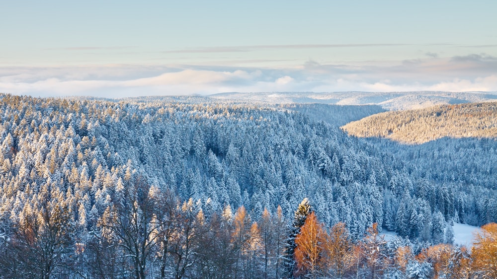 Germany S National Parks Are The Most Beautiful In Winter And These 21 Photos Are Proof