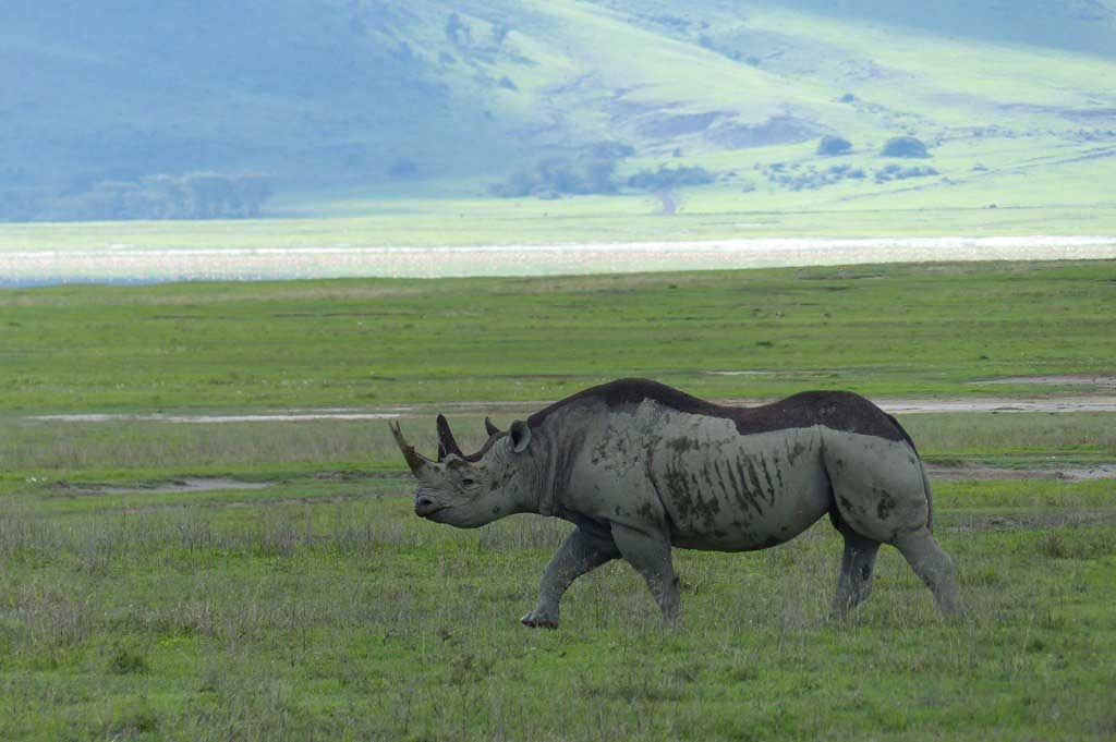 South-Africa's-Endangered-Black-Rhinos-Airlifted-to-Chad_black-rhino