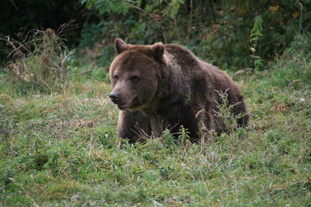 The-Safaris-You-Should-Go-On-that-Aren't-In-Africa_Romania