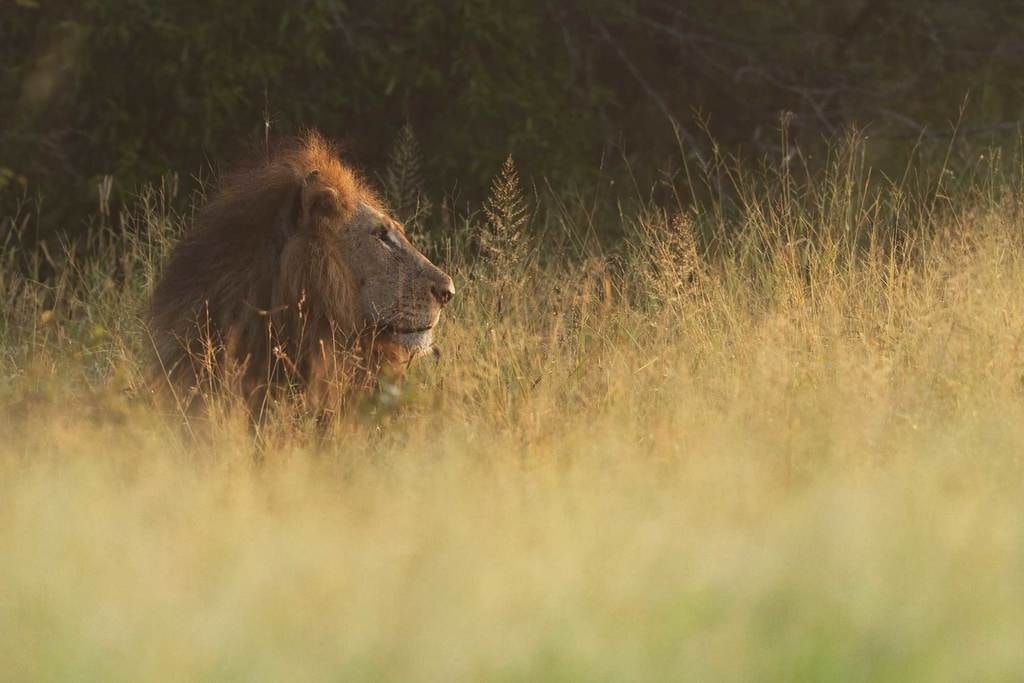 Unusual-date-ideas_Lion-park