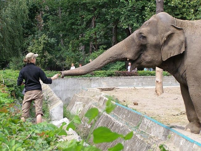 Wroclaw_zoo_12_slon_indyjski