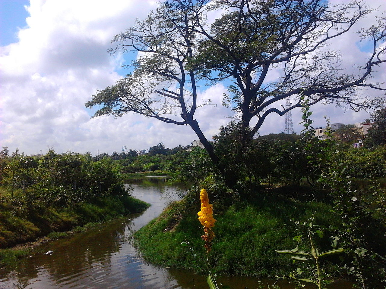 1280px-Adyar_Poonga's_waterbody_as_seen_from_Karpagam_Bridge,_MRC_Nagar6