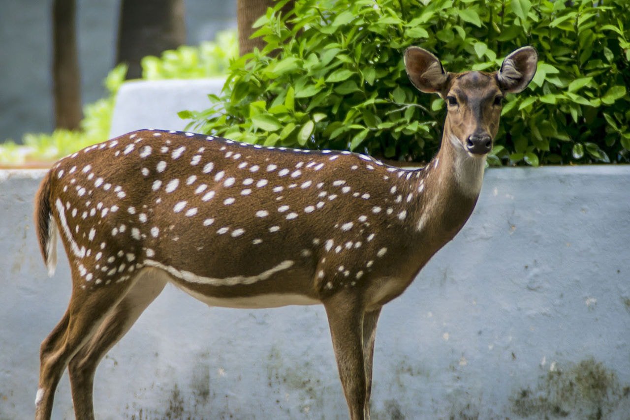 1280px-Deer_at_Guindy_National_Park