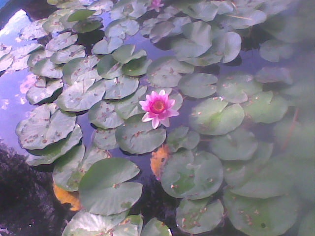 A lilypad