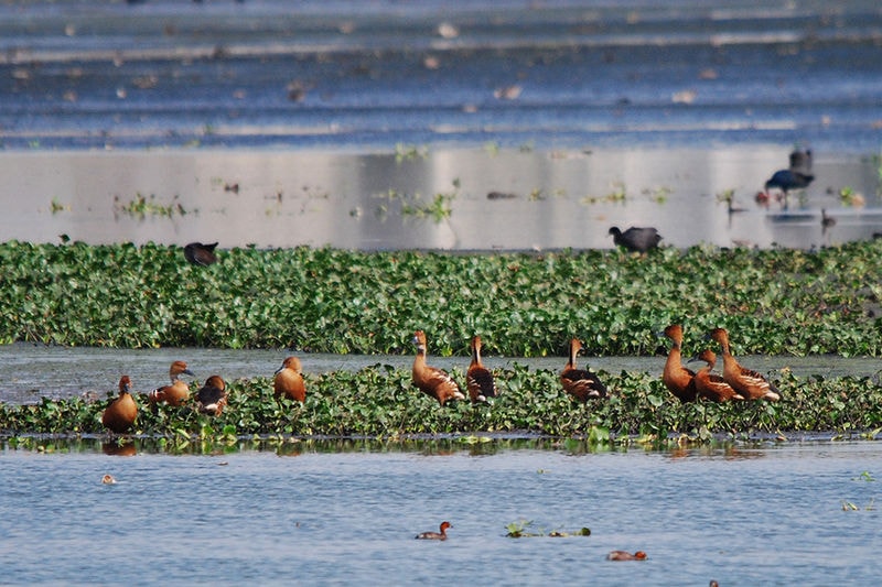 800px-FulvousWhistlingDuck-Pallikaranai