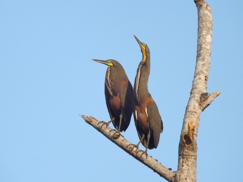 Bare throated Tiger Herons-HaciendaBaru