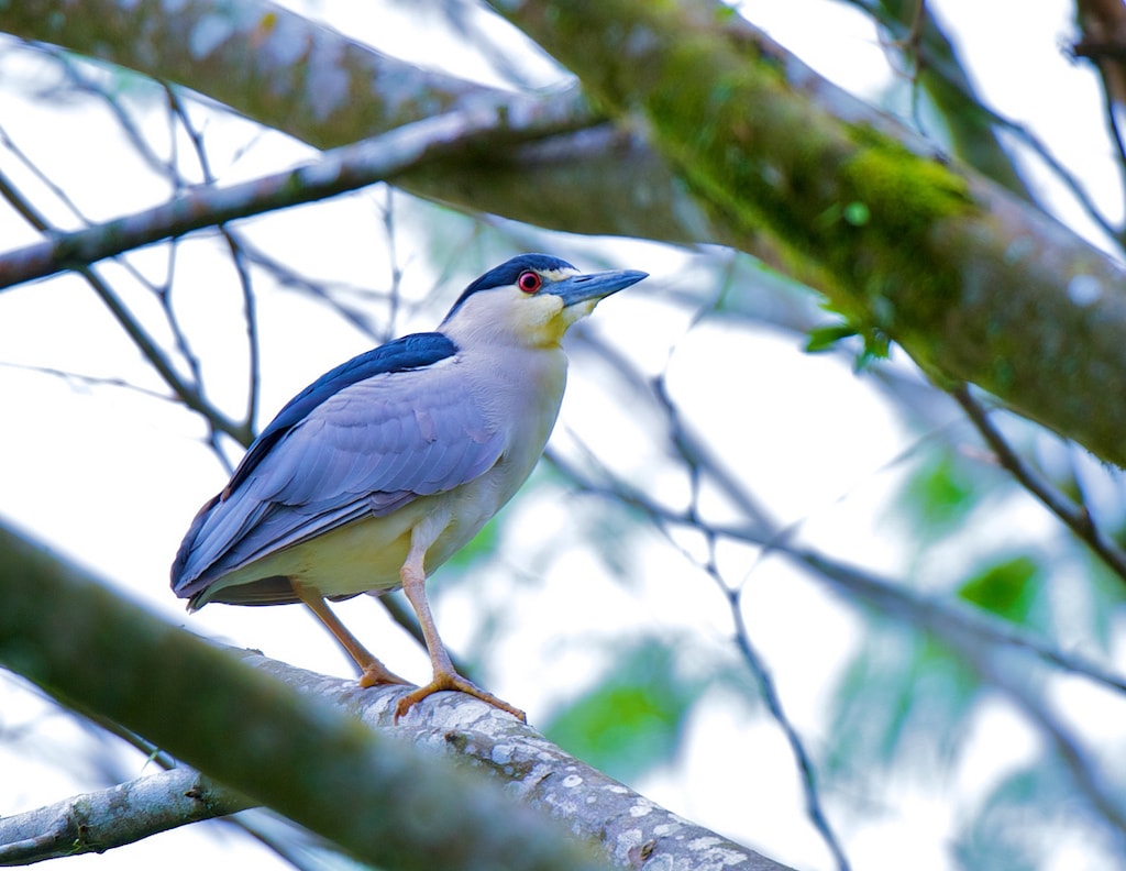 The Top 10 Birding Lodges in Costa Rica