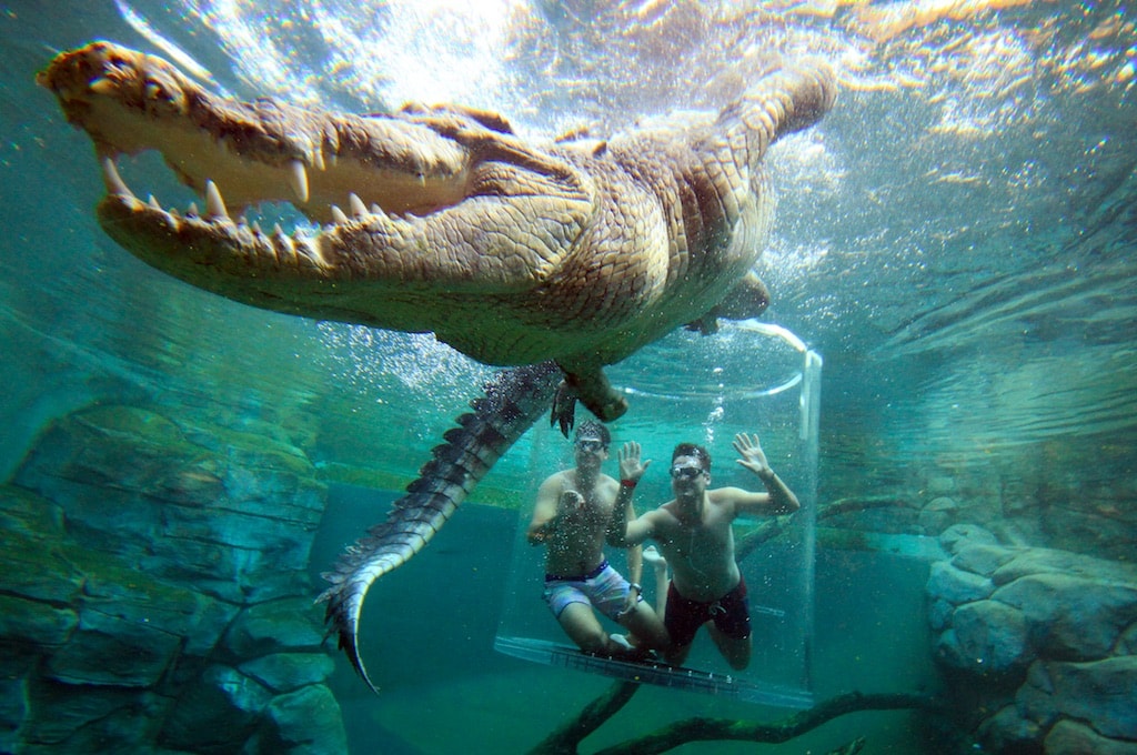 Cage of Death | Courtesy of Croc Cove