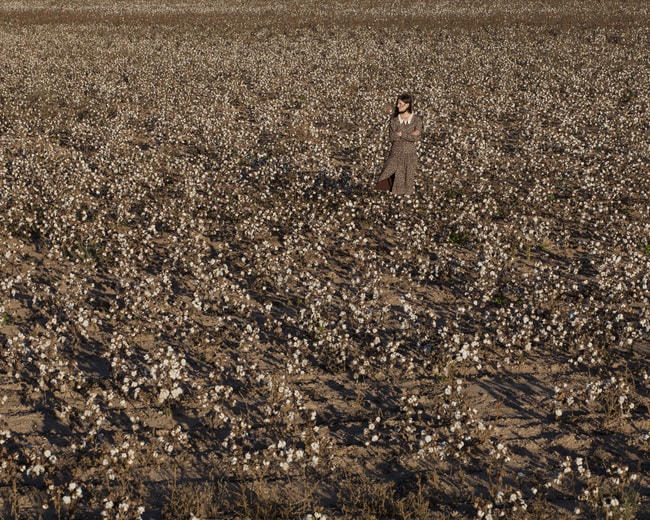 Cotton_lowres