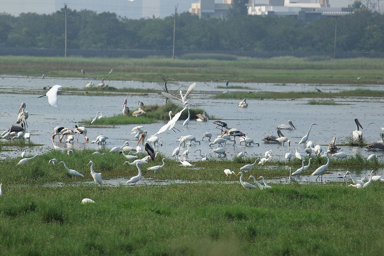 Fishing_of_different_species_of_birds_in_Marshland_Pallikaranai