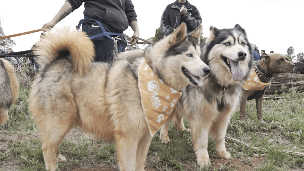 Guiness World Record South Africa_husky