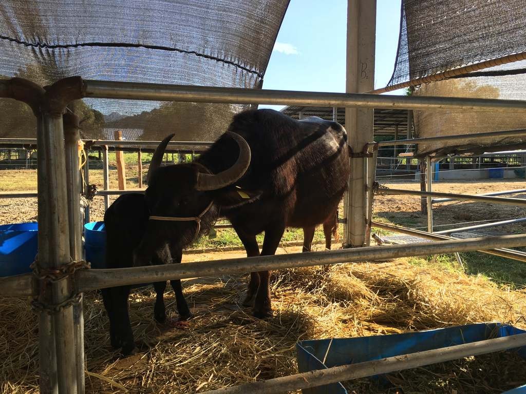 Buffalo Dairy | © Regina Beach/Culture Trip