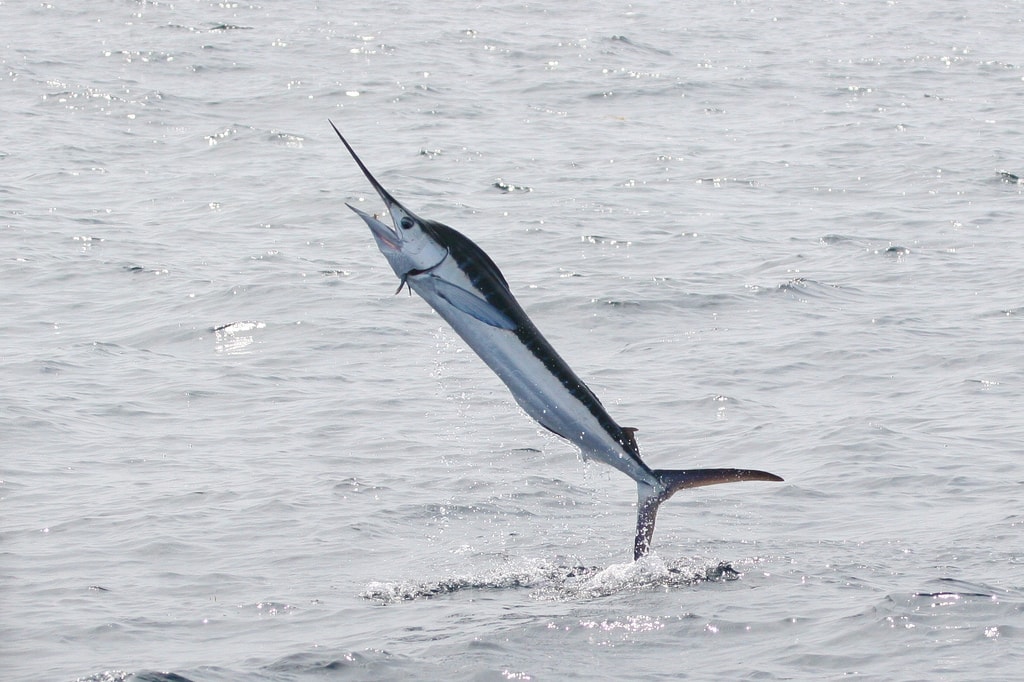 marlin