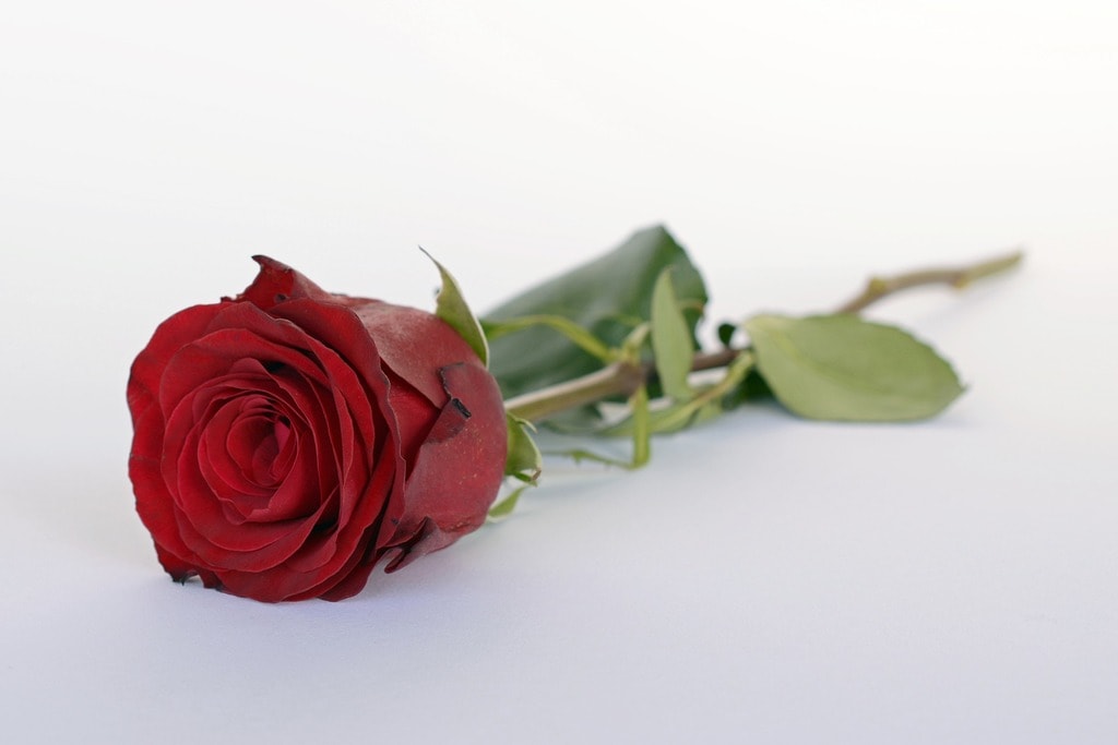 Romantic Rose Flower Romance Red Rose Love